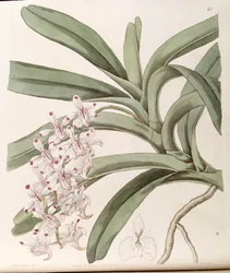 Aerides odoratum